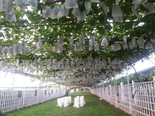 ◆西安白鹿原葡萄主题公园(AAA级旅游景区)